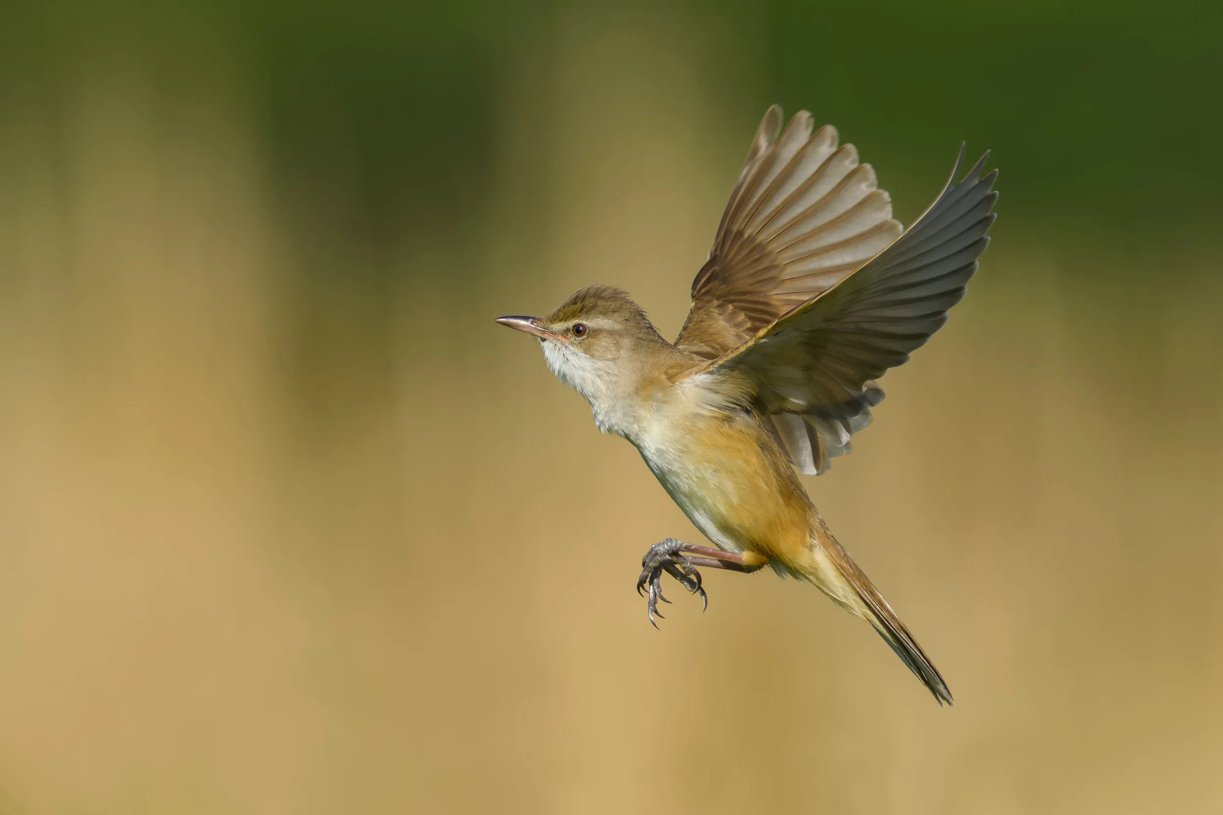 A lone Reed Warbler flying over a reedbed.